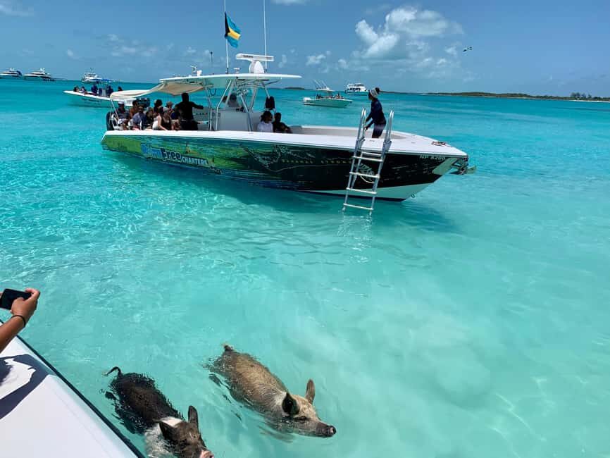 Nassau: Discover Exuma Island Hopping and Swimming Pigs Tour - Allen’s Cay: rock iguanas and a small-island feel