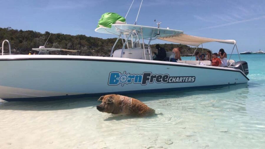 Nassau: Discover Exuma Island Hopping and Swimming Pigs Tour - Snorkeling Pablo Escobar’s sunken plane: what the wreck stop means