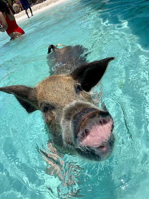 Nassau: Discover Exuma Island Hopping and Swimming Pigs Tour - Compass Cay nurse shark swim: water beneath the docks