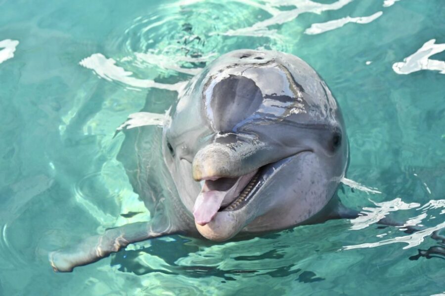 Nassau: Half-Day Guided Cay Cruise, Sea Life Watch & Snorkel - Key highlights you’ll actually feel