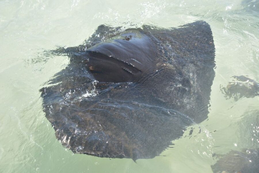 Nassau: Half-Day Guided Cay Cruise, Sea Life Watch & Snorkel - Escaping Nassau with a small-group power boat loop