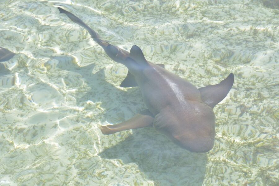 Nassau: Half-Day Guided Cay Cruise, Sea Life Watch & Snorkel - Pearl Island: pig beach time and what it means in practice