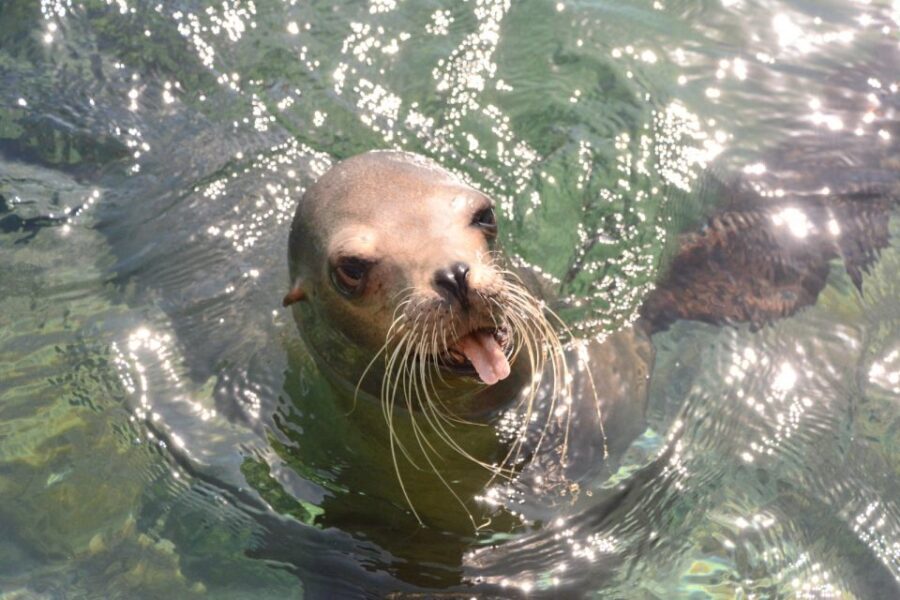 Nassau: Half-Day Guided Cay Cruise, Sea Life Watch & Snorkel - Weather matters more than you think