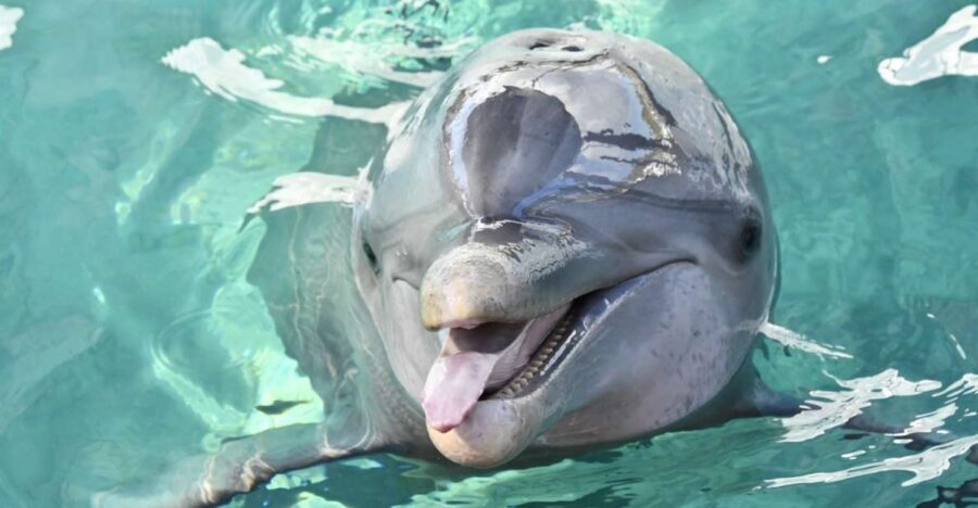 Nassau: Half-Day Guided Cay Cruise, Sea Life Watch & Snorkel - Meeting Point: Montague Beach dock and Bayshore Marina start