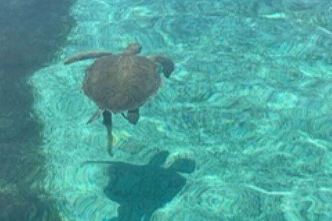 Nassau: Half Day Reef Snorkeling, Turtles & Swimming Pigs - Price and value: is $210 per person fair for this mix?