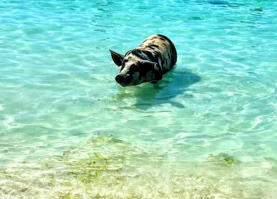 Nassau: Island Hopping Boat Trip with Lunch & Drinks - Key Highlights You’ll Actually Care About