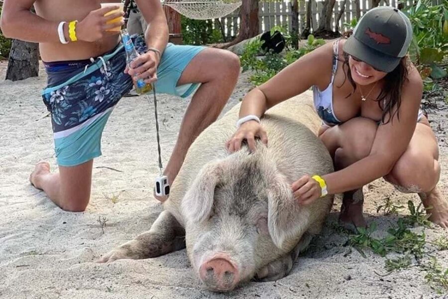 Nassau: Island Hopping Boat Trip with Lunch & Drinks - The Big Idea: A Short Nassau Boat Day With Real Animal Moments