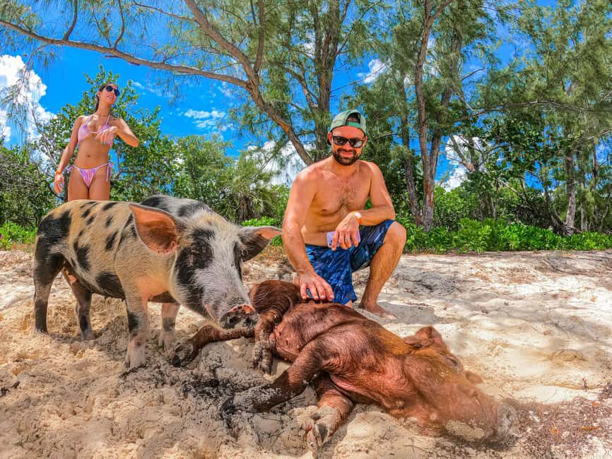 Nassau: Pigs Beach Trip by Boat with Swimming and Feeding - 40 Minutes on Pig Beach: Feeding Time, Swimming Time, Photo Time