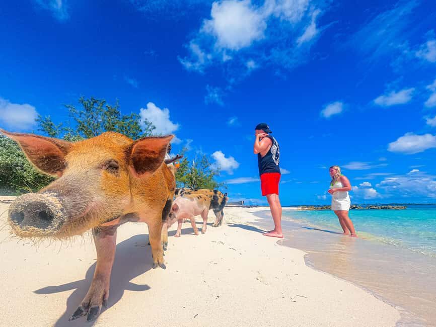 Nassau: Pigs Beach Trip by Boat with Swimming and Feeding - Finding the Meeting Point Near Nassau Cruise Port (No Guesswork)