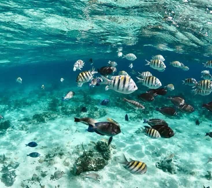 Nassau: Pigs, Snorkel, Turtles, Lunch, Private Beach Club - Lunch and Drinks: Included, Simple, and Usually Satisfying