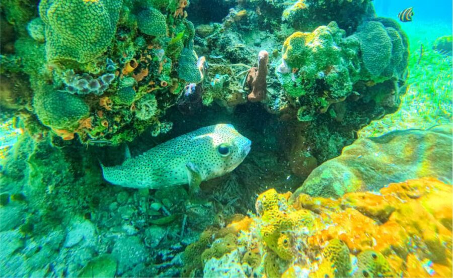Nassau: Reef Glass Bottom & Snorkel Tour - Snorkeling Rules That Change the Experience (and How to Work With Them)