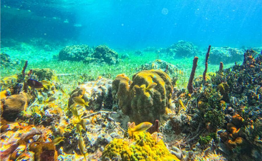 Nassau: Reef Glass Bottom & Snorkel Tour - Getting There: Pickup Near Cruise Areas and the Timing Factor