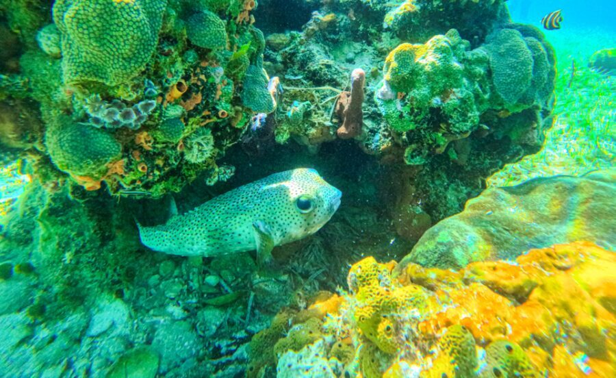 Nassau: Reef Glass Bottom & Snorkel Tour - Who This Tour Is Best For (and Who Should Skip It)