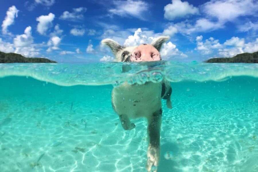 Nassau: Rose 3-Island Tour with Snorkeling and Lunch - Key highlights to know before you go