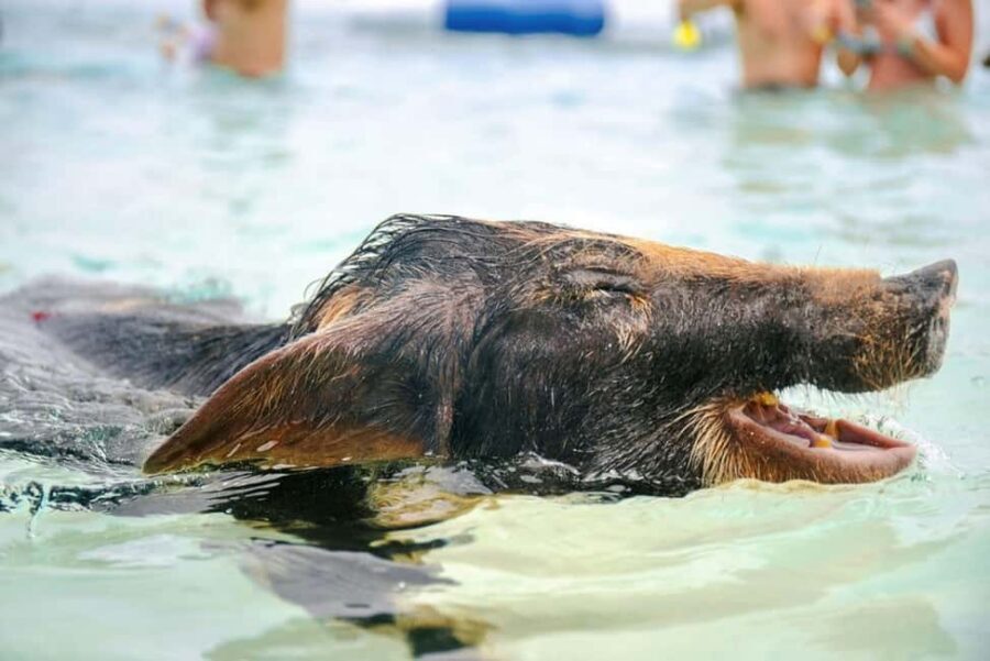 Nassau: Rose Island Swimming Pigs and Beach Day Group Tour - The pigs: feeding, paddling, photos, and the real swimming tip
