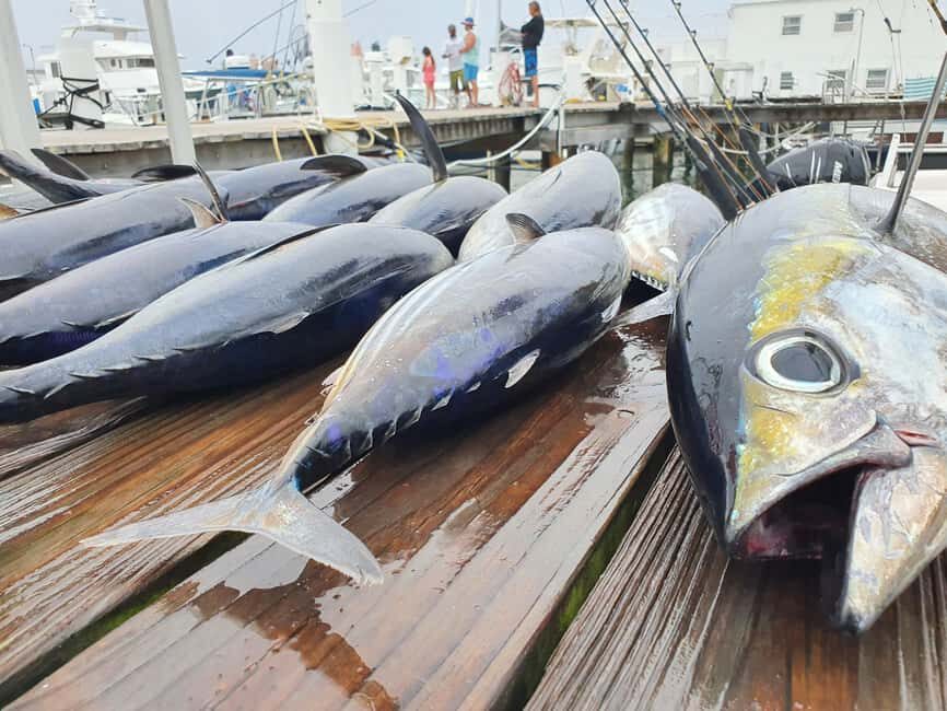 Nassau: Sport-fishing private charter . - Nassau sport-fishing private charter: what you’re really buying for $1,000