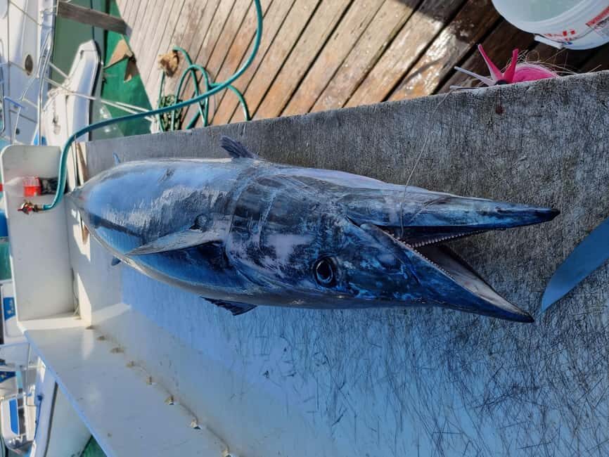 Nassau: Sport-fishing private charter . - What you might catch: dolphin, wahoo, marlin, sailfish, and snapper