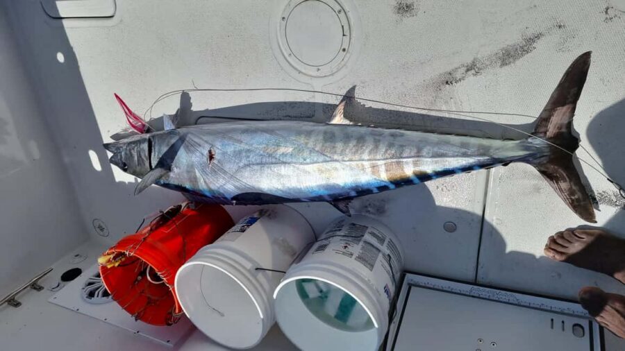 Nassau: Sport-fishing private charter . - Beyond fishing: snorkelling gear, turtles, pigs, and white sand beaches