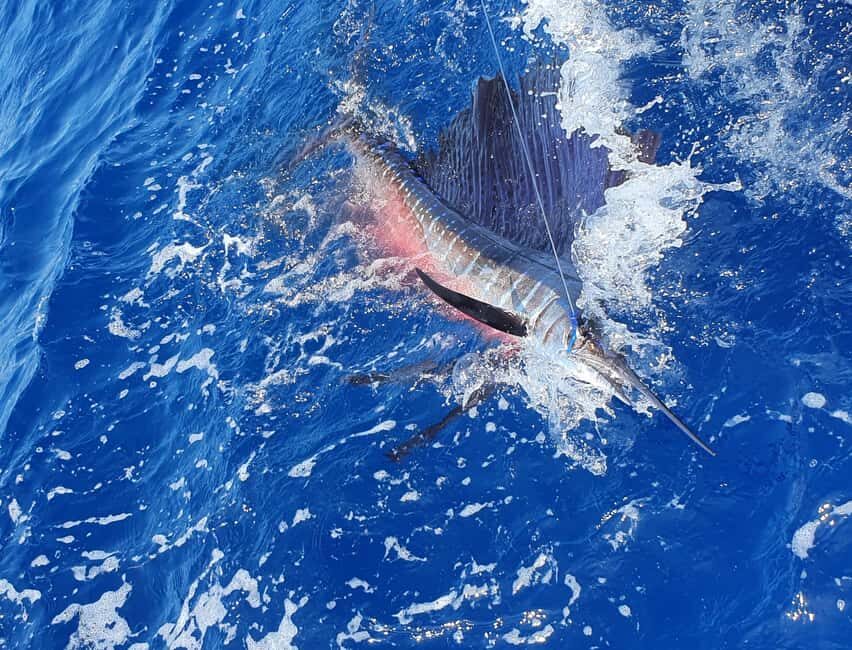 Nassau: Sport-fishing private charter . - Meeting point at Paradise Island Ferry Terminal (and why it matters)