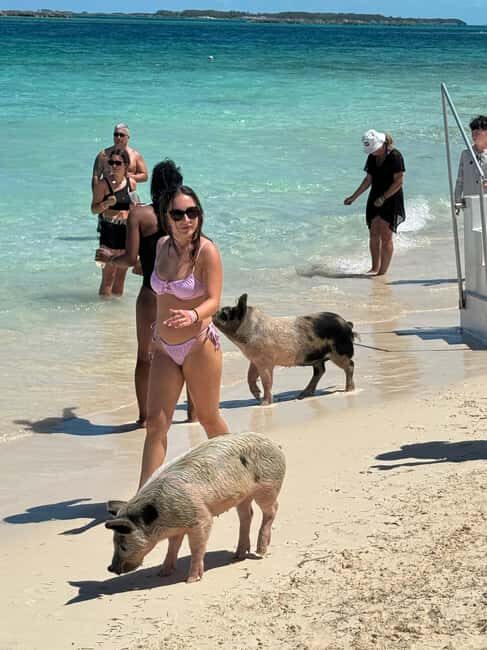 Nassau: Swimming Pigs and Turtles Boat Tour with Snorkeling - Athol Island swimming pigs: the why-it’s-worth-it moment