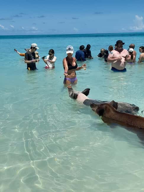 Nassau: Swimming with Pigs, Snorkeling, and Sightseeing Tour - Key things to know before you go