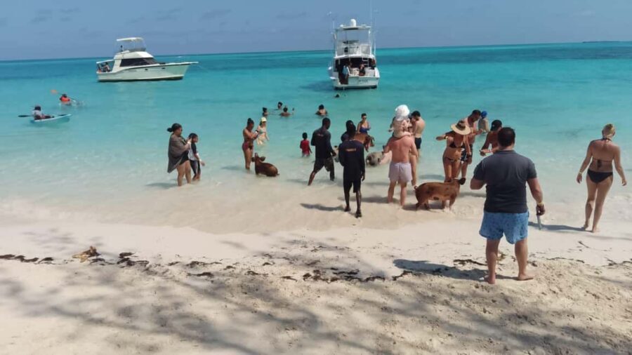 Nassau: Swimming with Pigs, Snorkeling, and Sightseeing Tour - Value and Price: Is $150 a Good Deal?