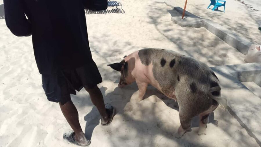 Nassau: Swimming with Pigs, Snorkeling, and Sightseeing Tour - Getting to Bayshore Marina and What the Speedboat Time Feels Like