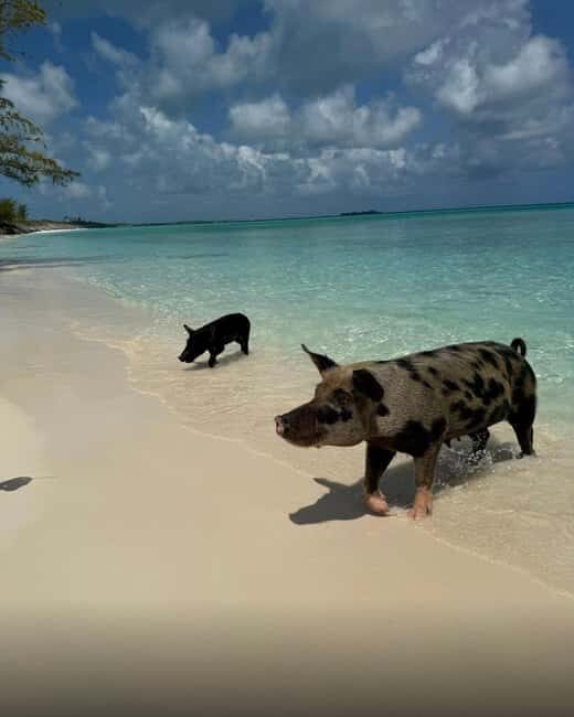 Paradise Found In Hog Haven: Ultimate Beach Escape - Price and value: is $69 fair for what you get?