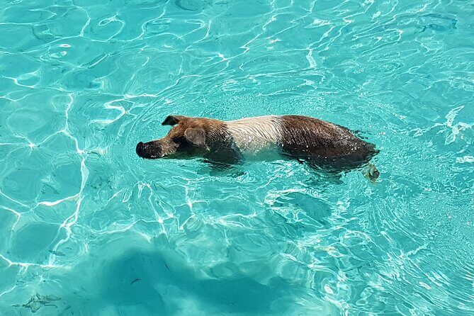 Powerboat and Snorkel Experience with Swimming Pigs and Turtles - Key things that make this tour worth your time