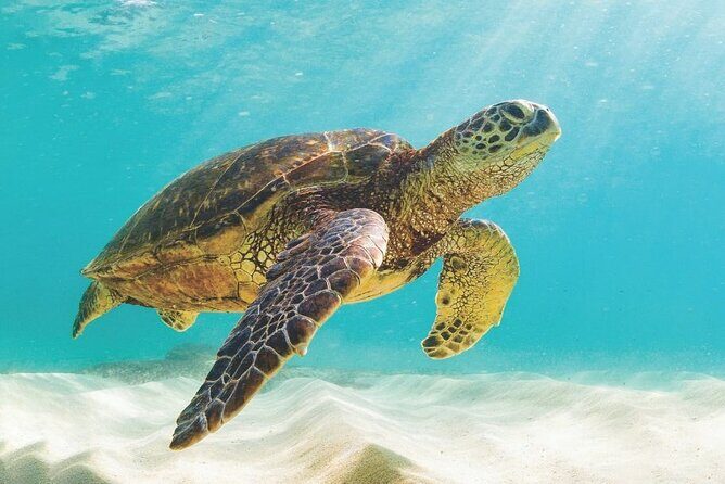 Powerboat and Snorkel Experience with Swimming Pigs and Turtles - Rose Island snorkeling: where the reef does the talking