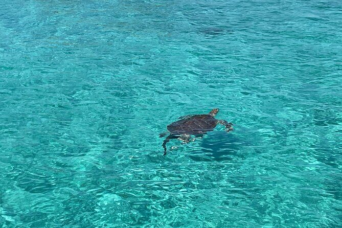 Private Boat Swim and Snorkel Adventure to Rose Island - How the customizable day works (and how to choose options)