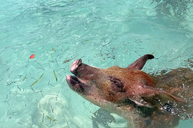 Private Eleuthera Island: Swim With Pigs, Turtles & Stingrays - Key Points You’ll Actually Care About