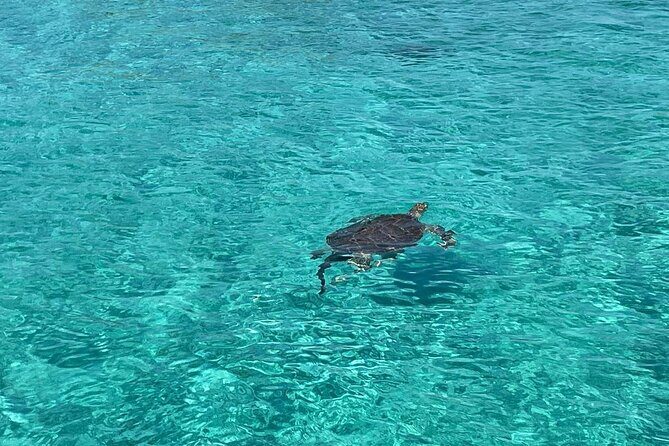 Private Eleuthera Island: Swim With Pigs, Turtles & Stingrays - Spanish Wells Turtle Time: Calm Snorkel Sessions With Real Species