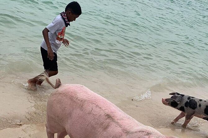 Private GroupTour Pigs/Turtles/Snorkeling/Lunch/Pickup/Dropoff - Pickup Timing, Mobile Ticket, and How the Day Starts