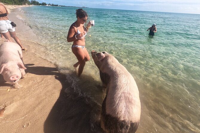 Private GroupTour Pigs/Turtles/Snorkeling/Lunch/Pickup/Dropoff - The Swimming Pigs Experience: Don’t Stress, Pick Your Comfort Level