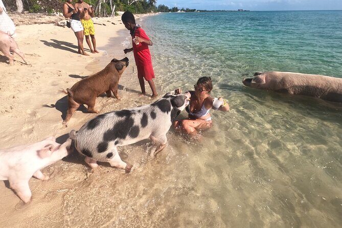 Private GroupTour Pigs/Turtles/Snorkeling/Lunch/Pickup/Dropoff - Price and Value for a Private Group (Up to 10)