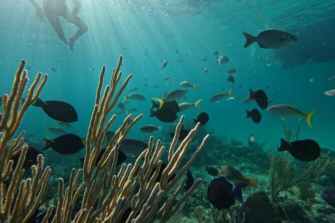 Private Snorkeling or Fishing Charter in Nassau - 38ft Free Time - Onboard experience: comfort, gear, and the small stuff that changes the vibe