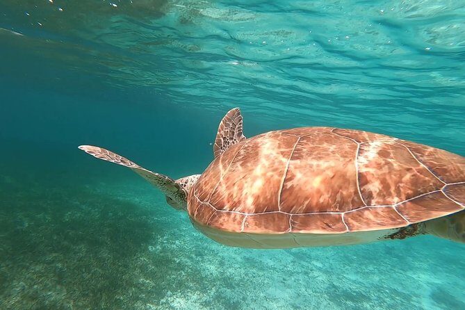 Private Snorkeling or Fishing in Nassau - 55ft Cocorijo - Price and Value: When $1,650 Works Best for Your Group