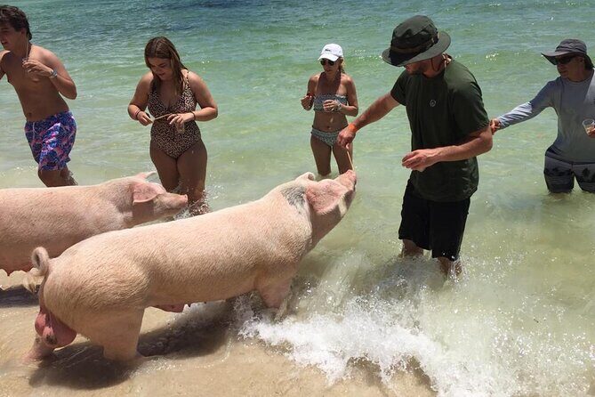 Private Swim With Pigs and Snorkeling in Paradise Tour - Paradise Island: Swimming With Pigs Without Turning It Into a Production