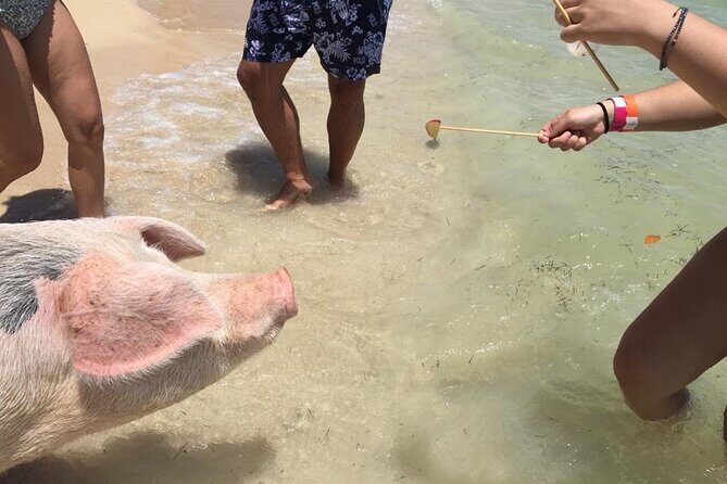 Private Swim With Pigs and Snorkeling in Paradise Tour - Beach Time on Paradise Island: Secluded Sun Without the Tour-Group Chaos