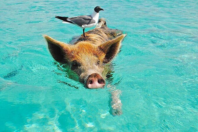 Rose Island 3 Island Luxury Private Tour(8hrs) - Key things to know before you go