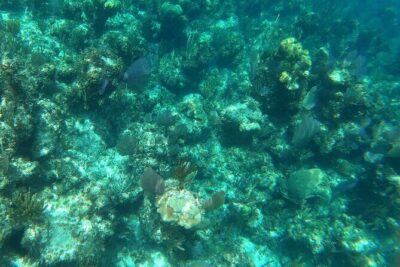 Rose Island Adventure: Turtle, Swim and Snorkel - Sun Cay snorkeling: turtles, coral spots, and how the guides run it