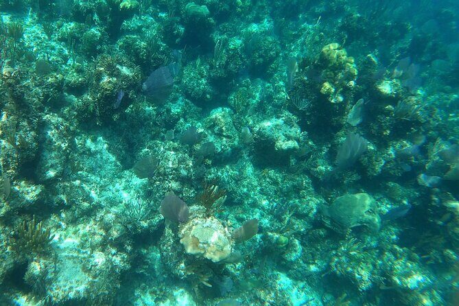 Rose Island Adventure: Turtle Swim and Snorkel - Snorkeling With an Underwater Scooter: Why It’s Great for Most People