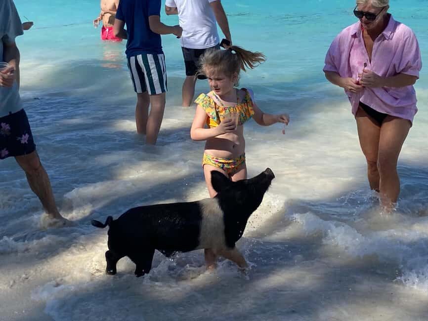 Rose Island: Pig Beach, Snorkeling, Sea Turtles, Beach - Rose Island Snorkeling: Coral Reef + Clear Water