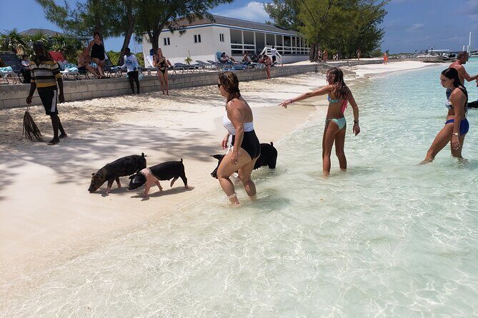 Rose Island: Private Snorkeling, Fishing, and Swimming with Pigs - Key highlights you’ll actually care about