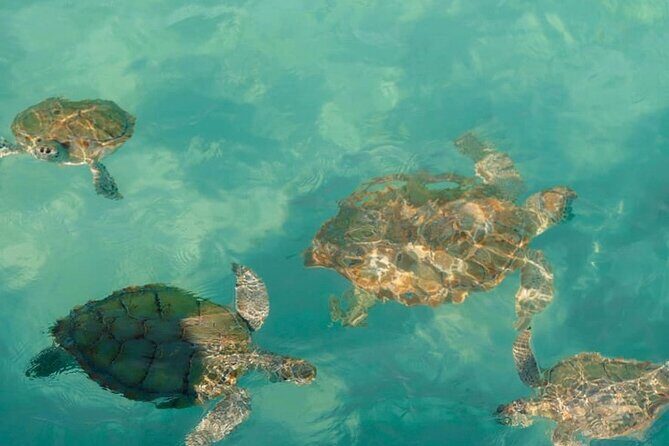 Rose Island Swimming Pigs - Comfort on board: why a small charter feels better