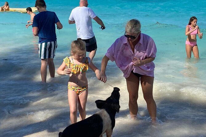 Rose Island Swimming Pigs - Price and value: is $259 worth it?