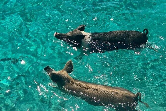 Rose Island Swimming Pigs - The boat ride rhythm: snorkeling first, then islands and turtles