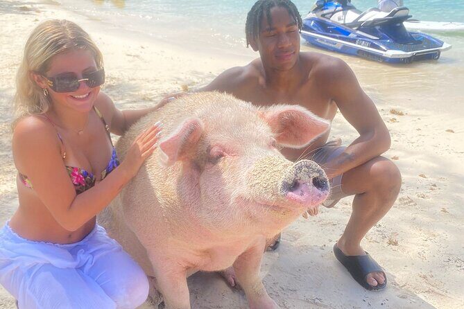 Self Drive Speedboat and Swim with the Pigs - Your Private Island Pig Stop: Feeding, Photos, and Swim Time