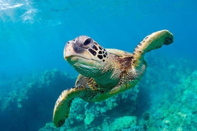 Snorkel/Swim with the Turtles Experience - Key things that make this turtle snorkel day work